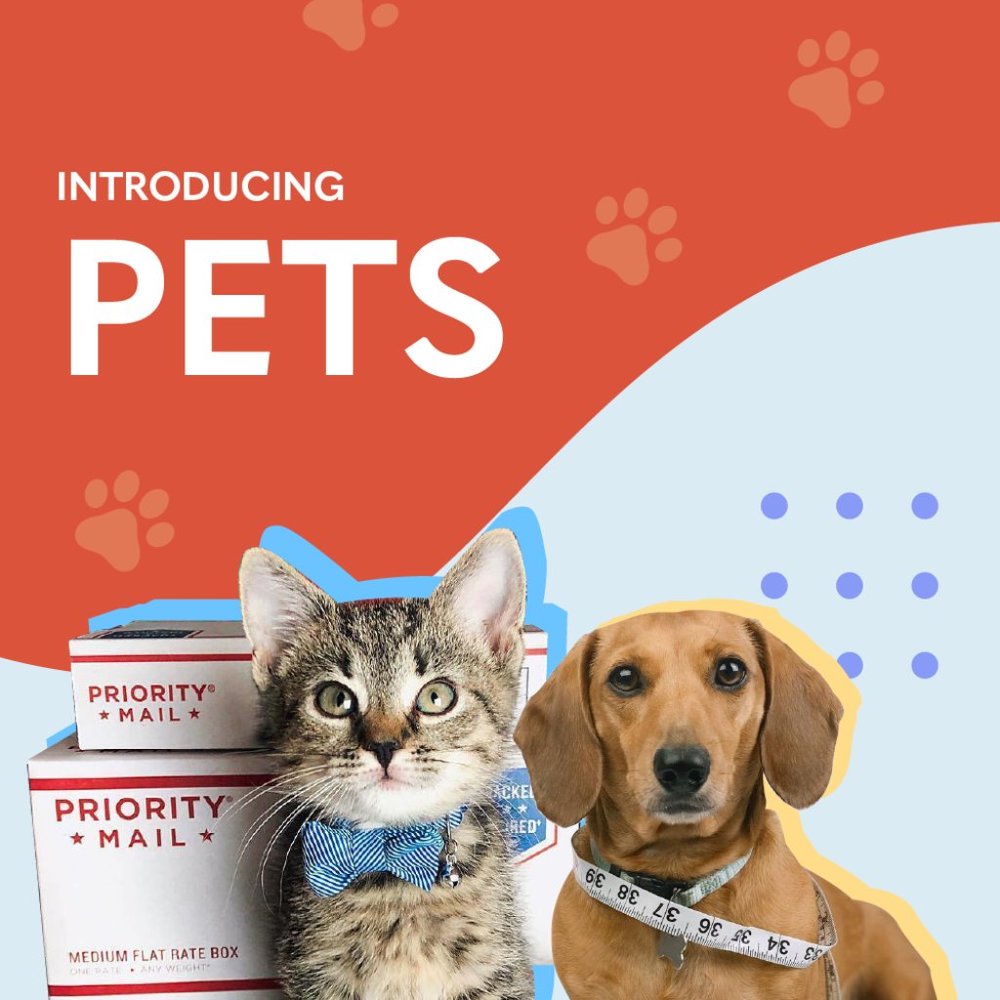 Introducing Pets! - Picture 1 of 1